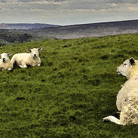 Buy canvas prints of It's been a hard day in the Peaks. by Darren Burroughs