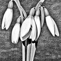 Buy canvas prints of Snowdrops. by Darren Burroughs
