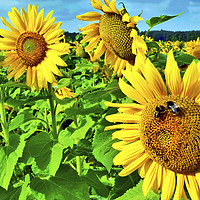 Buy canvas prints of Bees on Sunflower by Darren Burroughs