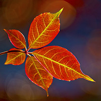 Buy canvas prints of Autumn leaf by Darren Burroughs