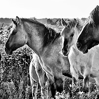 Buy canvas prints of Konik Horses at Minsmere Suffolk by Darren Burroughs