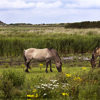 Buy canvas prints of Polish Konik Horses Minsmere Suffolk. by Darren Burroughs