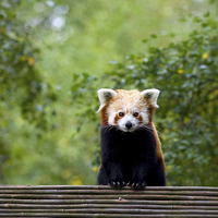 Buy canvas prints of Red Panda by David Maclennan