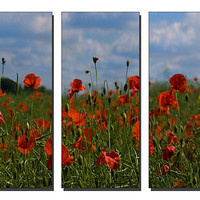 Buy canvas prints of Poppy Triptych by Emma Kenmore