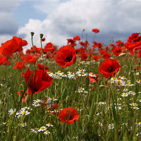 Buy canvas prints of Poppies by Emma Kenmore