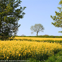 Buy canvas prints of Canola Rape Seed Oil Fields and Spring Foliage by Mark Purches