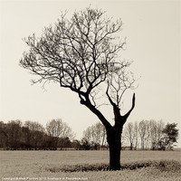 Buy canvas prints of Naked and Vulnerable Leafless Tree by Mark Purches