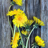 Buy canvas prints of Dandelion Wild Flowers on Old Wood by Mark Purches