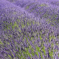Buy canvas prints of Lilac Lavendar Field Cotswolds by Mark Purches