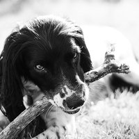 Buy canvas prints of Fun with Pet Springer Spaniel by Mark Purches