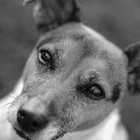 Buy canvas prints of  Jack Russell Dog B&W by Mark Purches