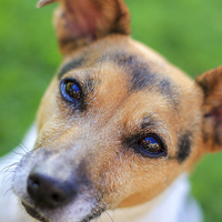 Buy canvas prints of Pretty Jack Russell Dog by Mark Purches