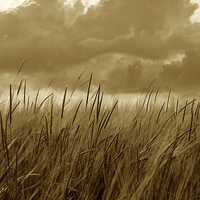 Buy canvas prints of Sepia Barley Crop Growing Under Cloudy Sky Detail by Mark Purches