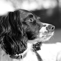 Buy canvas prints of Springer Spaniel dog by Mark Purches