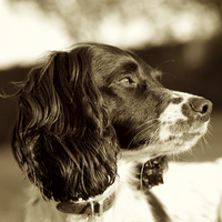 Buy canvas prints of Springer Spaniel Dog Sepia Square by Mark Purches