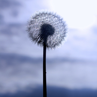 Buy canvas prints of Autumn Dandelion Seed Head by Mark Purches