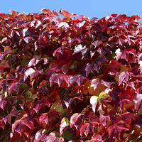 Buy canvas prints of Autumn Red Ivy Leaves by Mark Purches