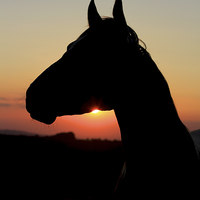 Buy canvas prints of Silhouette of a Beautiful Horse at Sunset by Mark Purches