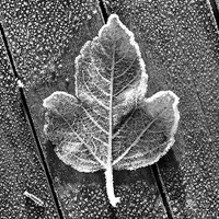 Buy canvas prints of Black White Frosty Leaf on Wooden Table by Mark Purches