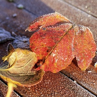 Buy canvas prints of Two Frosty Leaves on Red Wooden Table by Mark Purches
