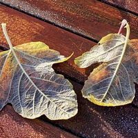 Buy canvas prints of Two Frosty Leaves on Red Wooden Table in Sun by Mark Purches