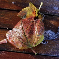 Buy canvas prints of Frosty Wet Autumn Leaves Square on Wooden Table by Mark Purches