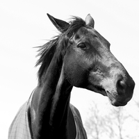 Buy canvas prints of Black White Elegant Horse Head by Mark Purches