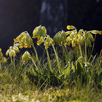 Buy canvas prints of Cowslip Flowers in Spring by Mark Purches
