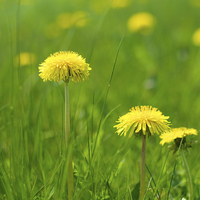 Buy canvas prints of Natural Dandelions in Spring by Mark Purches