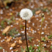 Buy canvas prints of Spring Dandelion Blow Ball by Mark Purches