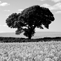 Buy canvas prints of Black White Tree in Rapeseed Fields by Mark Purches
