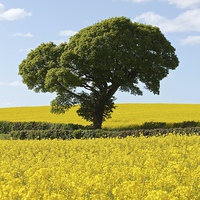 Buy canvas prints of Green Tree in Bright Yellow Canola Rapeseed Fields by Mark Purches