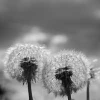 Buy canvas prints of Two Black White Dandelion Blow Balls by Mark Purches