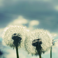 Buy canvas prints of Two Dandelion Blow Balls Instagram by Mark Purches