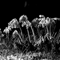 Buy canvas prints of Black White Cowslip Flowers in Spring by Mark Purches
