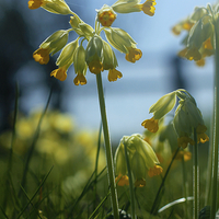 Buy canvas prints of Cowslip Flowers and Spider in Spring by Mark Purches