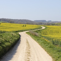 Buy canvas prints of Meandering Track Through Yellow Rape Seed Crops by Mark Purches