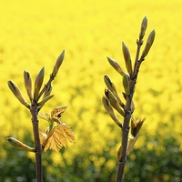 Buy canvas prints of Tree Flower Buds Yellow Rapeseed by Mark Purches