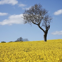 Buy canvas prints of Unique Tree Alone in Yellow Rapeseed Fields by Mark Purches