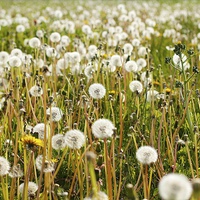 Buy canvas prints of Dandelions Summer Meadow by Mark Purches