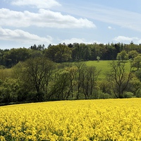 Buy canvas prints of Cotswolds Rapeseed Field and woodland by Mark Purches