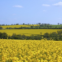 Buy canvas prints of Canola Rape Seed Fields by Mark Purches