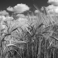 Buy canvas prints of Tall Barley Crop Plant Detail Black White by Mark Purches
