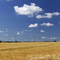Buy canvas prints of Large Barley Field & Blue Sky Square by Mark Purches