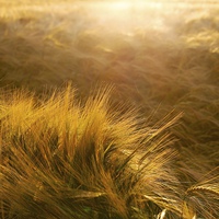 Buy canvas prints of Soft Warm Barley Crop Plant Detail by Mark Purches