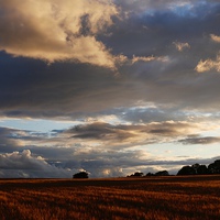 Buy canvas prints of Cotswolds Barley Field & Sunset by Mark Purches