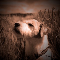 Buy canvas prints of Parson Russell Terrier in Barley Field - Warm Tone by Mark Purches