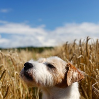 Buy canvas prints of Parson Russell Terrier Sunbathing by Mark Purches