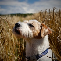 Buy canvas prints of Parson Russell Terrier in Barley Field Smelling th by Mark Purches