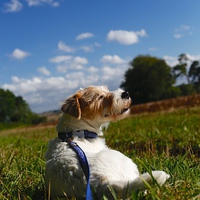 Buy canvas prints of Parson Russell Terrier Lying on Grass by Mark Purches